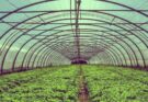 Tips for Choosing Agricultural & Greenhouse Plastic Films